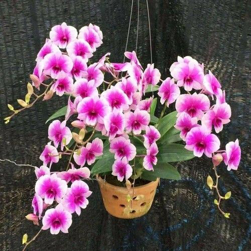 Dendrobium Yaya Compactum B S Dendrobium Yaya Compactum B S